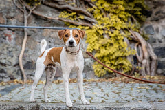 Kleiner Hund mit weiß-braunem Fell auf Pflasterfläche, trägt ein Halsband aus Kuhfell und eine Leine.
