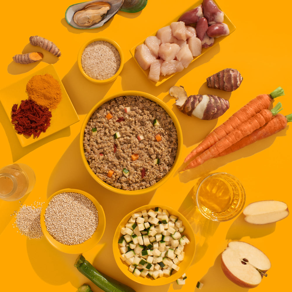 Nassfutter FRED Huhn (SENIOR) für ältere Hunde mit gesunden Zutaten auf buntem Hintergrund.