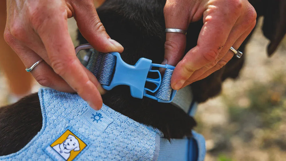 Person bringt blauen Front Range™ Flex Halsbandverschluss an einem Hund mit hellblauem Geschirr an.