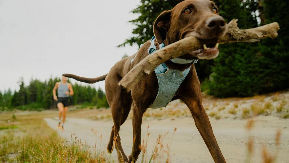 Brauner Hund läuft mit einem Stock, während eine Joggerin auf einem von Bäumen gesäumten Weg vorbeiläuft.