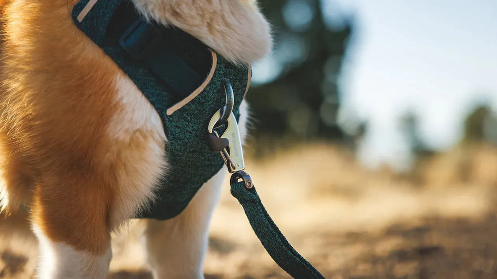 Hund mit grünem Geschirr und Front Range™ Flex Leine, Rückansicht, Karabinerhaken gut sichtbar, entspannte Outdoor-Szene.
