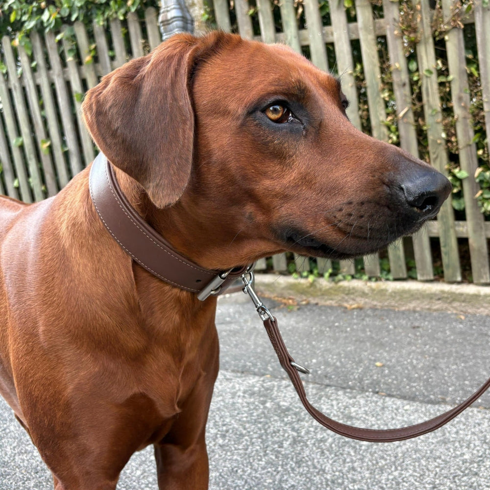 Rotbrauner Hund mit breitem braunen Lederhalsband steht aufmerksam auf Gehweg vor Holzlattenzaun und grünen Pflanzen.