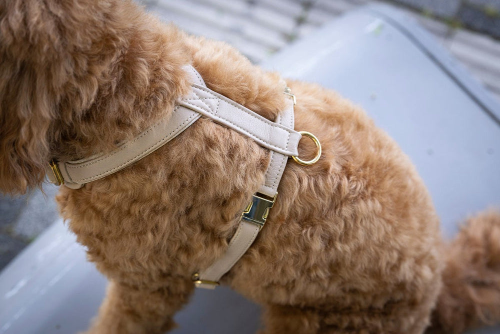 Goldbrauner Hund in beigem, zweifach verstellbarem Ledergeschirr mit goldenen Schnallen und D-Ring.