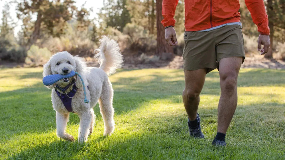 Mensch in Sportshorts und Jacke geht im Park, begleitet von fröhlichem Hund mit blauem Gourdo™ Gummi-Wurfspielzeug.