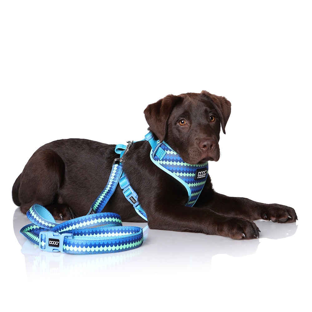 Brauner Labrador-Welpe entspannt auf dem Boden mit blauem Geschirr und passender Leine im geometrischen Design.