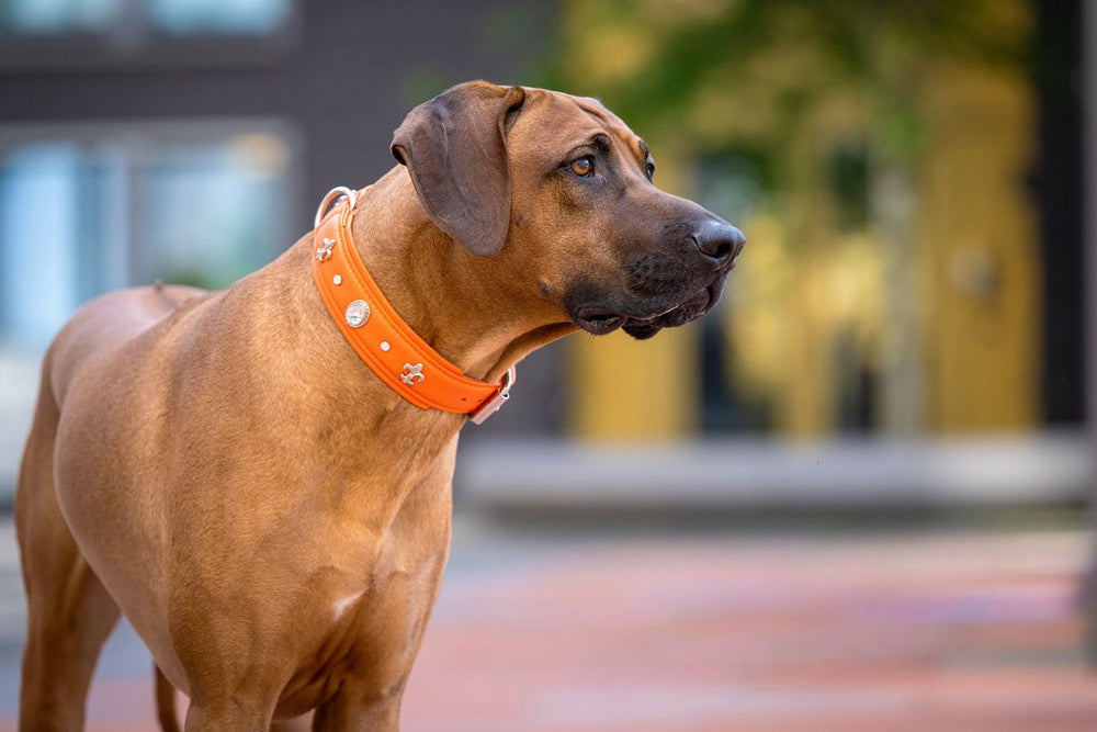 Hund mit braunem Fell und orangefarbener Halsband mit Verzierungen in urbaner Umgebung, schaut nach rechts.