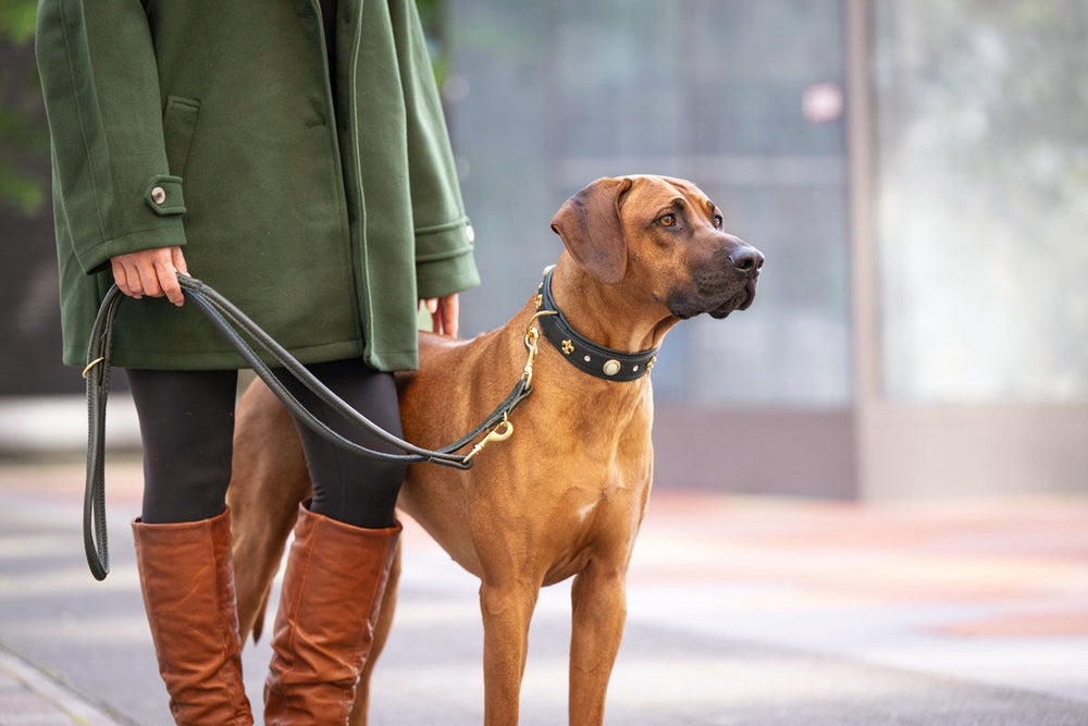 Person im grünen Mantel führt braunen Hund an goldener Lederleine in urbaner Umgebung.
