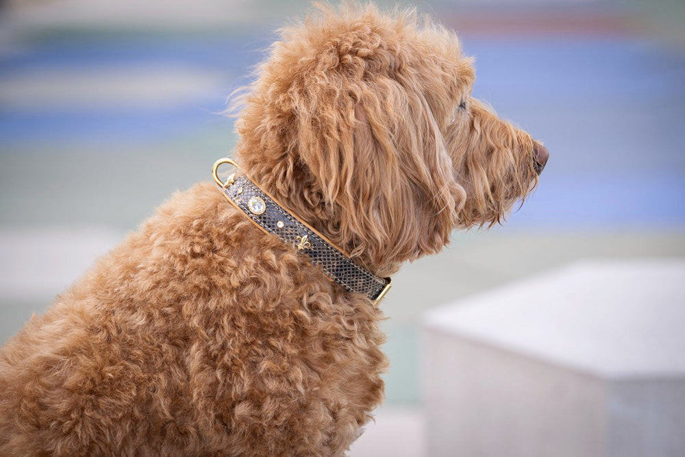 Brauner, lockiger Hund mit auffälligem Halsband und goldfarbener Schnalle, seitlich im Bild. Unscharfer Hintergrund.