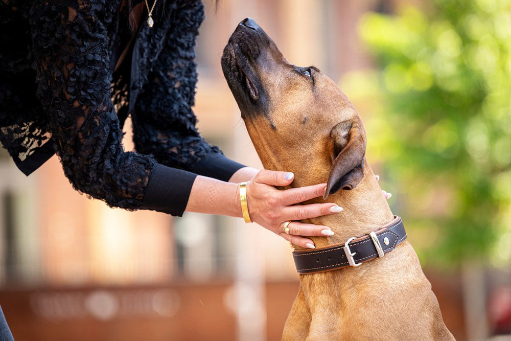 Eine Person streichelt einen braunen Hund mit breitem, schwarzem Halsband liebevoll.