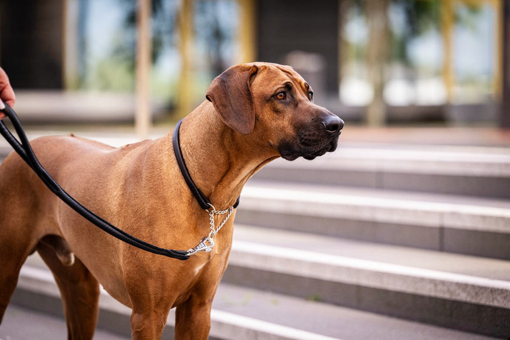 Mittelgroßer, kurzhaariger Hund mit braunem Fell trägt ein Halsband mit Ketteneinsatz vor moderner Architektur und Pflanzen.