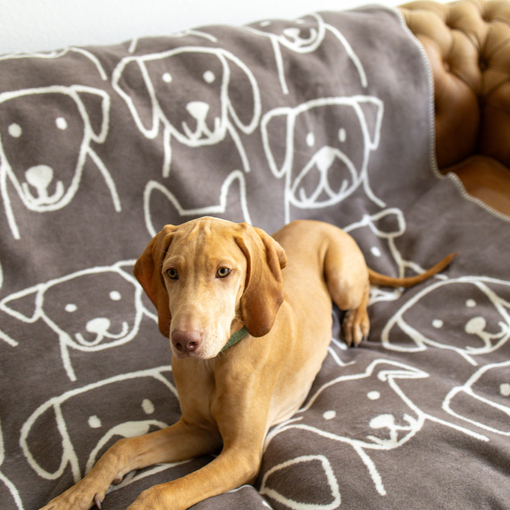 Hund auf brauner Decke mit weißen Hundemotiven auf hellem Sofa entspannend.