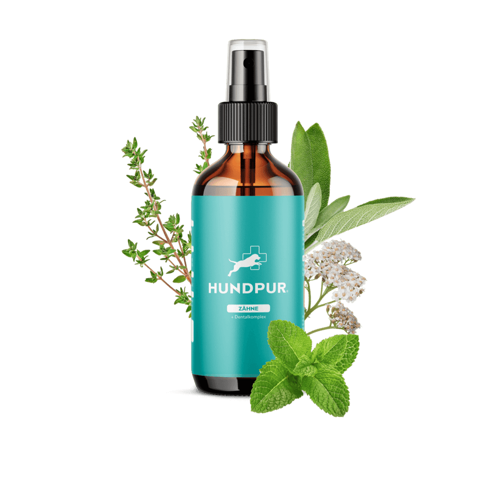 Dentalspray für Hunde