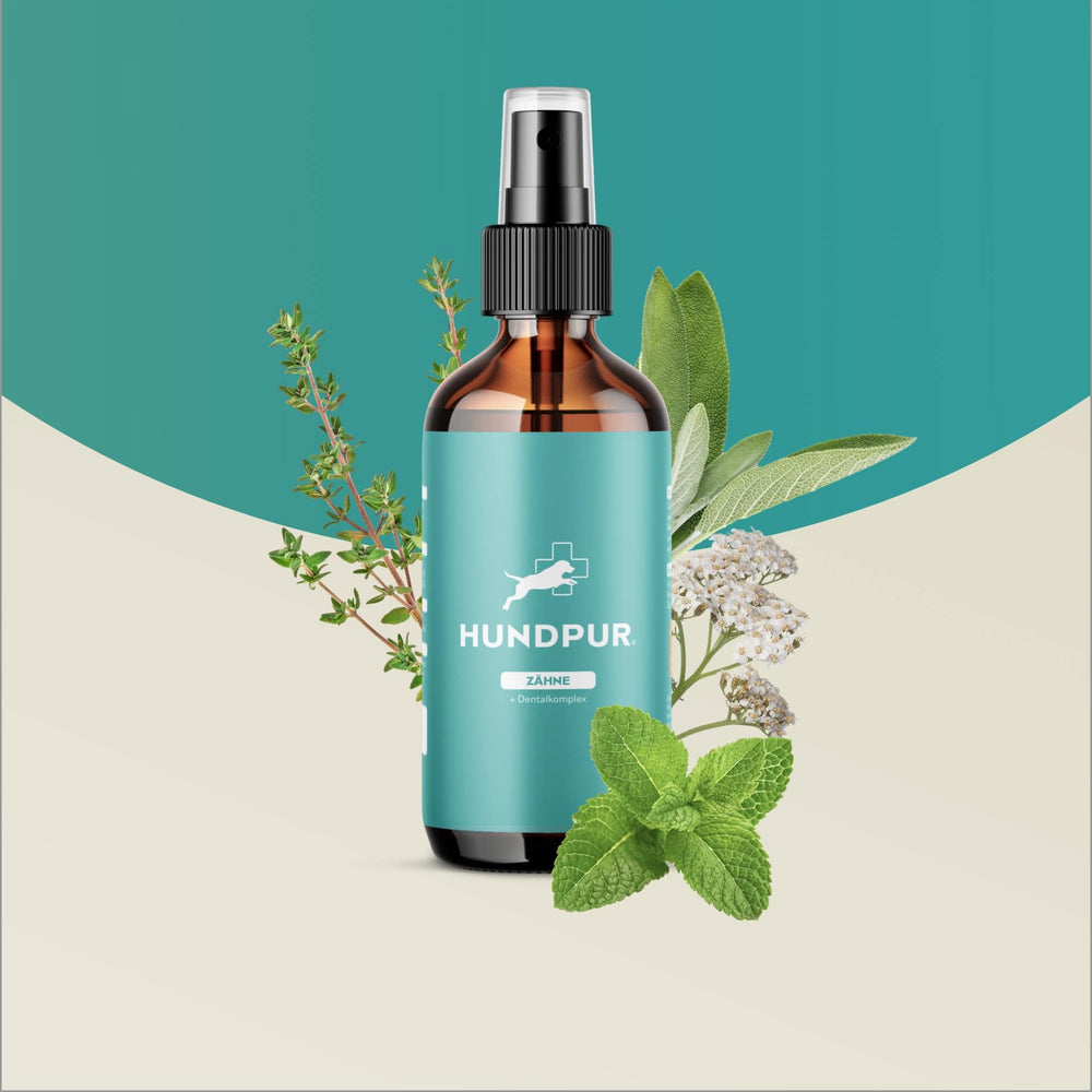 Dentalspray für Hunde