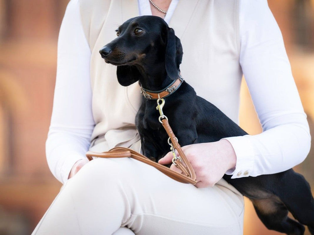 Kleine, schwarze Dackel sitzt im Schoß einer elegant gekleideten Person mit Halsband und schaut aufmerksam.