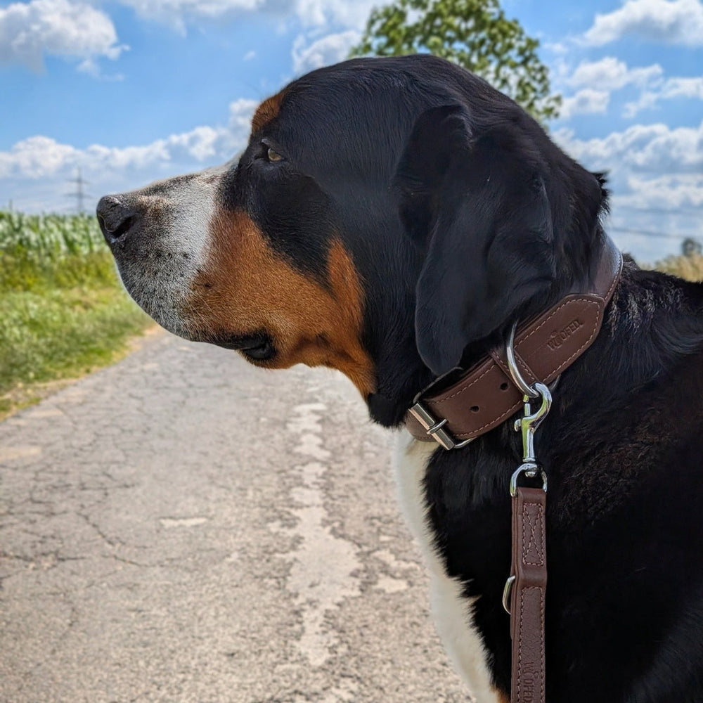 Großer Hund mit Geschirr und Lederleine im Grünen, umgeben von Pflanzen und blauem Himmel.