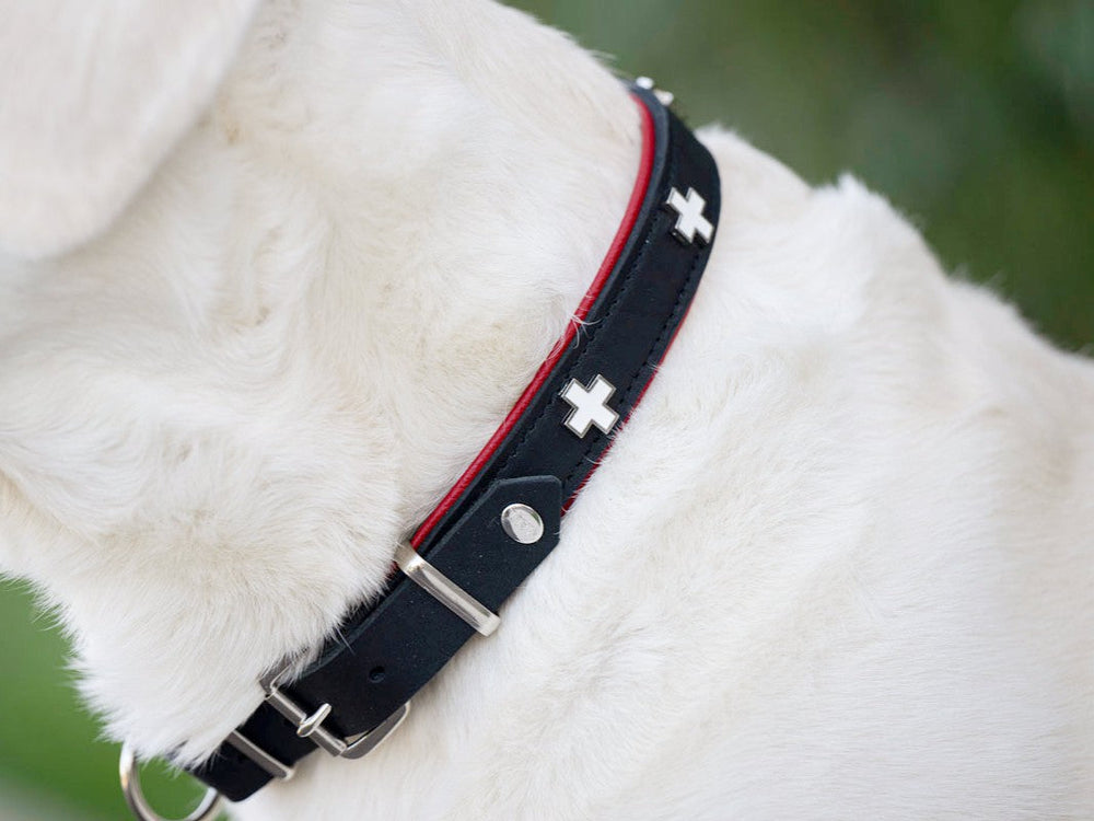 Schwarzes Lederhundehalsband mit roten Nähten und silbernen Kreuz-Verzierungen am Hals eines Hundes.