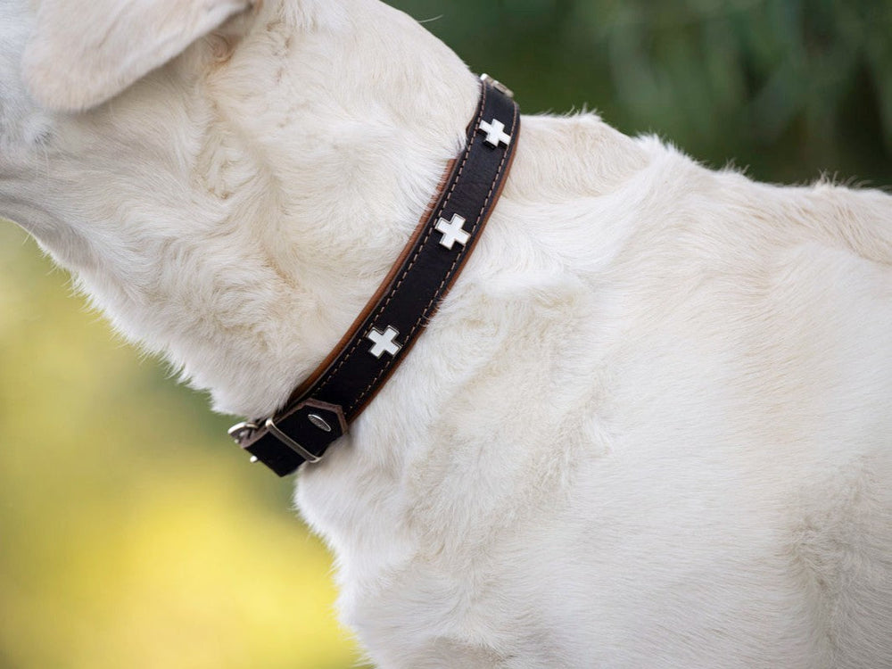 "Hund mit braunem Lederhalsband und silbernen Kreuz-Anhängern, helles Fell im Hintergrund."