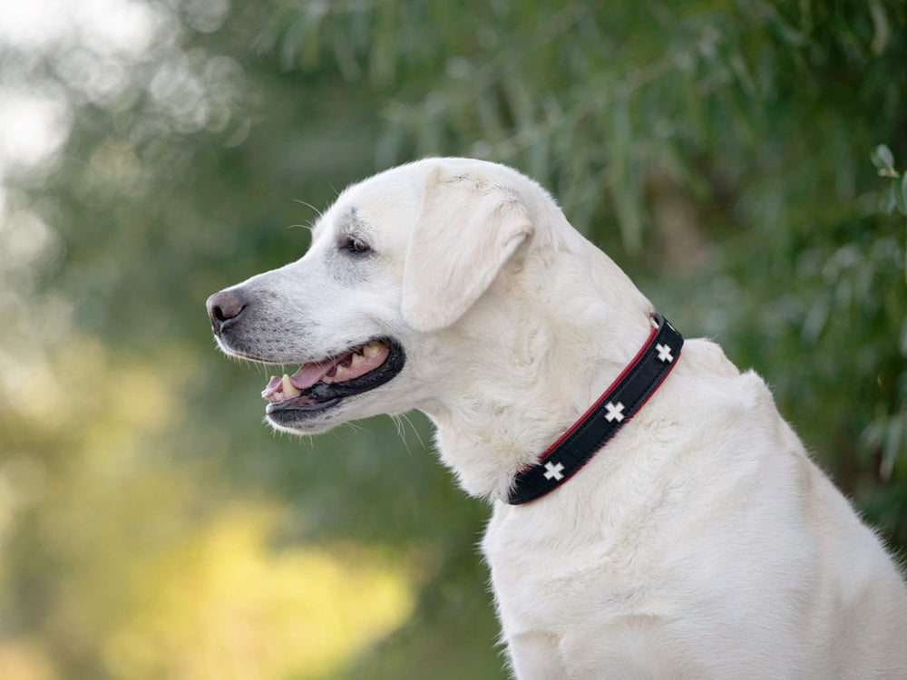 Weißer Hund mit freundlichem Ausdruck trägt schwarzes Zugstopphalsband mit Schweizer Kreuz vor grünem, unscharfen Hintergrund.