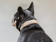 Französische Bulldogge mit schwarzem Fell trägt ein breites, dekoratives Halsband in hellem Farbton von hinten.