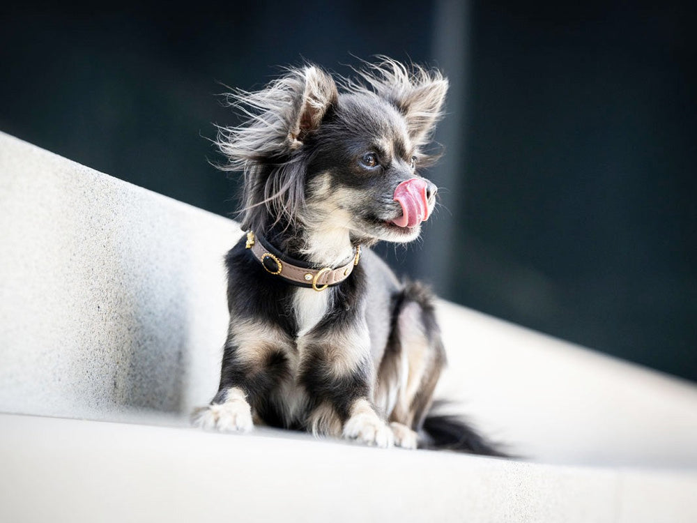 Wuscheliger kleiner Hund mit braunem Halsband sitzt auf Treppenstufe und leckt seine Nase.