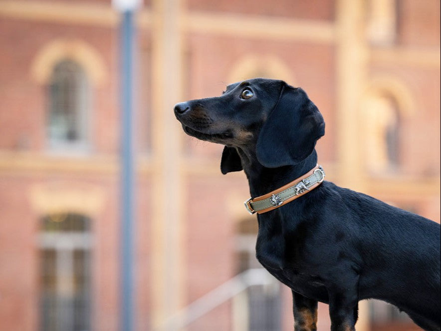 Kleiner schwarzer Dackel mit hellem Halsband blickt aufmerksam neben ein unscharfes Backsteingebäude.