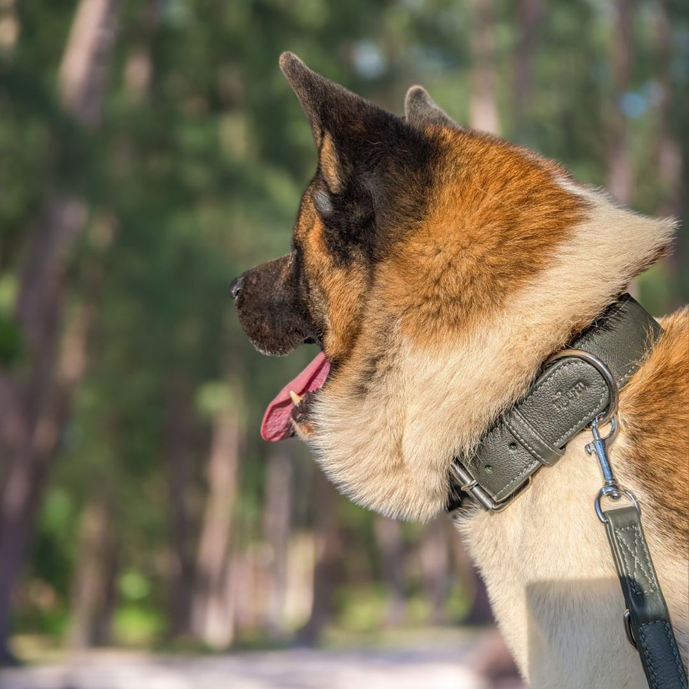 Akita-Hund mit einem weichen Lederhalsband in natürlicher Umgebung, unscharfer Hintergrund mit Bäumen.