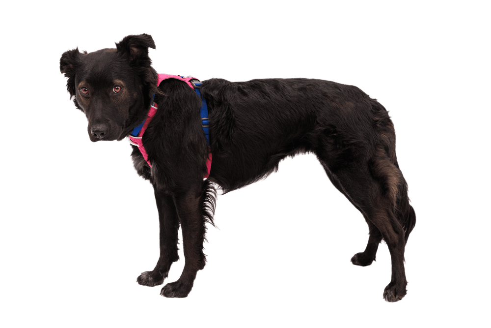 Schwarzer Hund im Hi Light™ Geschirr in Pink und Blau, steht aufrecht vor schwarzem Hintergrund.
