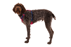 Braun-behaarter Hund im roten Hi Light™ Geschirr mit blauen Akzenten, seitlich stehend, mit markantem Gesichtsausdruck.