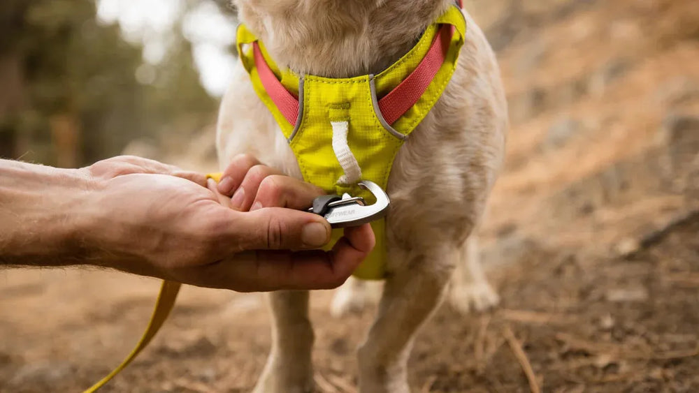 "Hund mit Hi Light™ Geschirr, Hand befestigt Verschluss auf natürlichem Untergrund aus Erde und Laub."