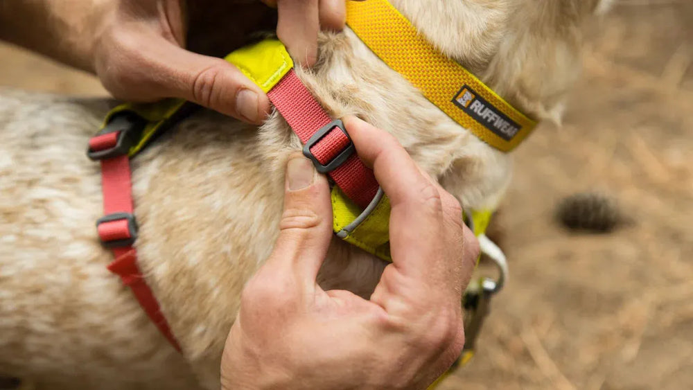 Person passt ein gelb-rotes Hi Light™ Hundegeschirr an einen hellen, fleckigen Hund an.