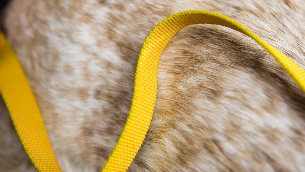 Brauner und beiger Hund mit gelber Leine auf dem Halsband, ideal für komfortable Spaziergänge.