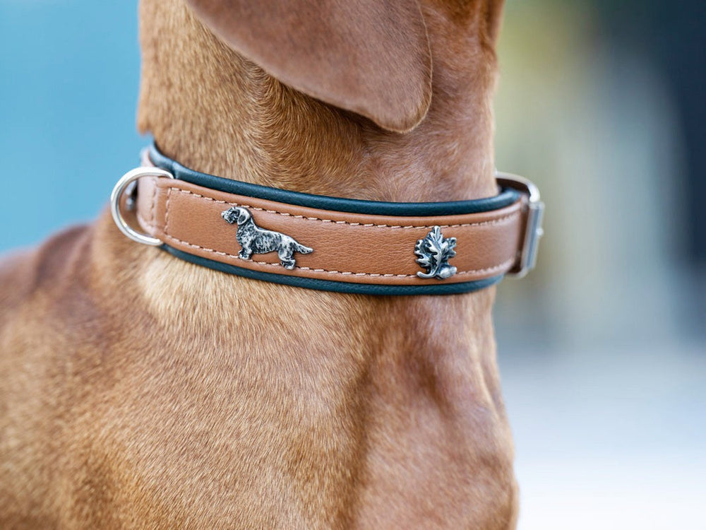 Braunes Lederhalsband für Dackel mit schwarzer Umrandung und zwei metallic Anhängern, Hund und Muster.