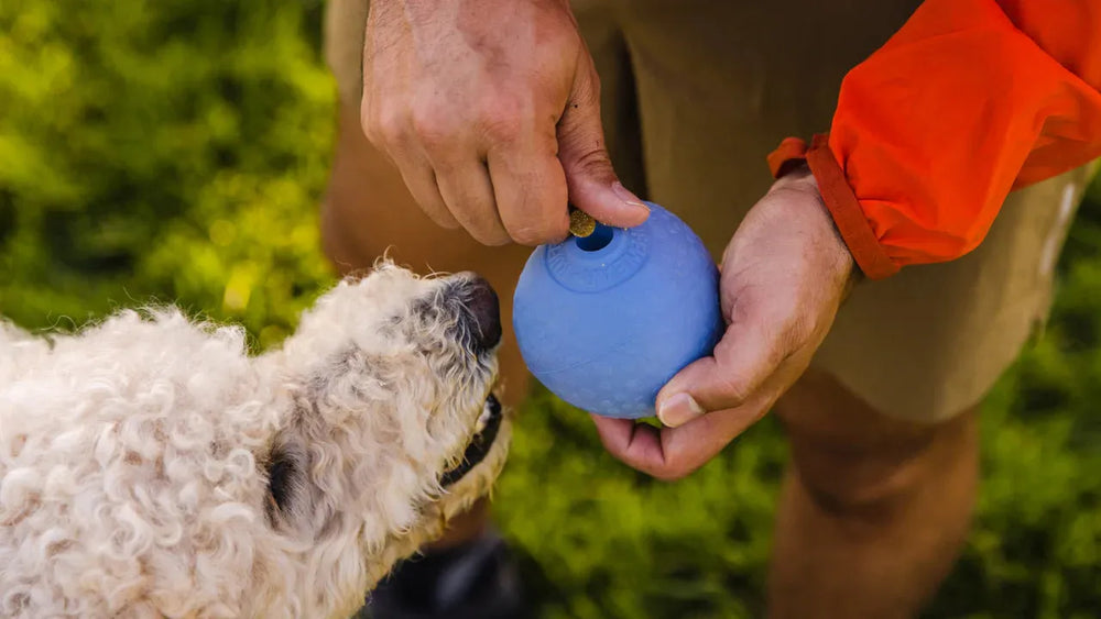 Person hält Huckama™ Gummi-Wurfball, während ein neugieriger Hund daneben steht, umgeben von grüner Natur.