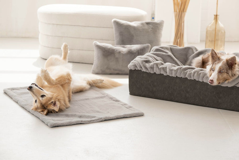 Zwei Hunde entspannen in einem hellen Raum, einer auf einem grauen Hundebett, der andere auf einem Teppich.