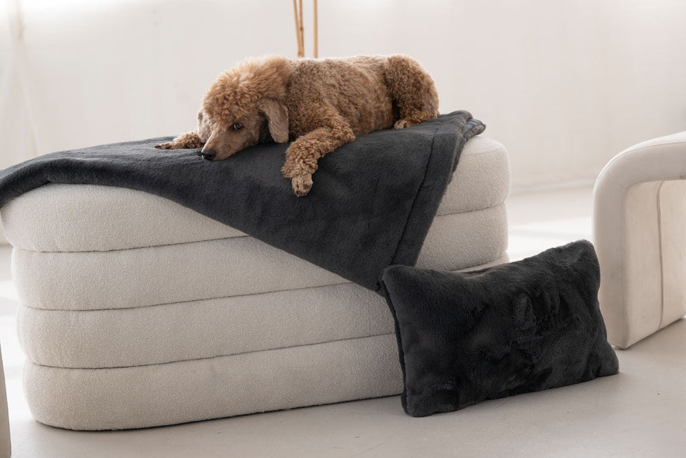 Brauner Hund entspannt auf hellem Möbelstück mit dunkelgrauer Hundedecke und dunklem Kissen daneben.