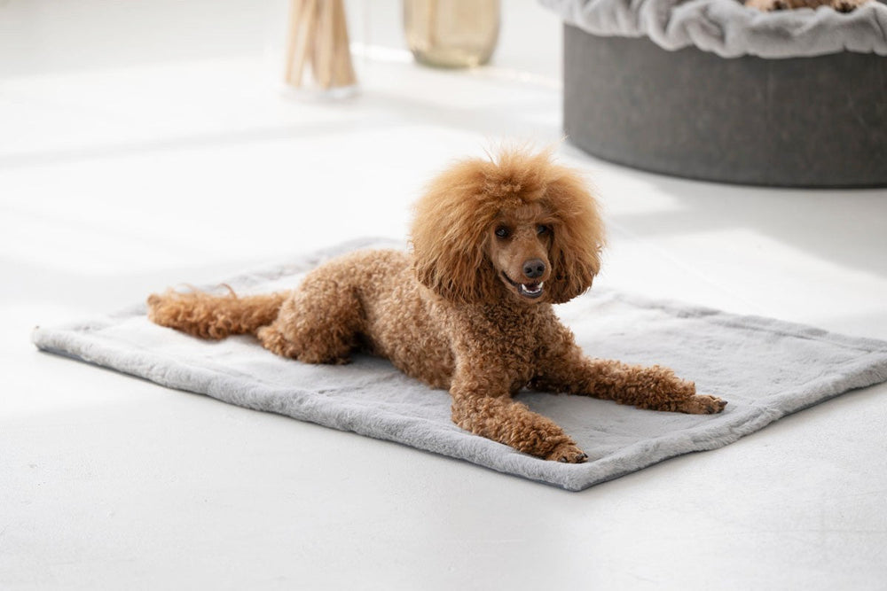 Pudel liegt entspannt auf grauer Hundedecke aus Webpelz, umgeben von weiteren Hundebetten.