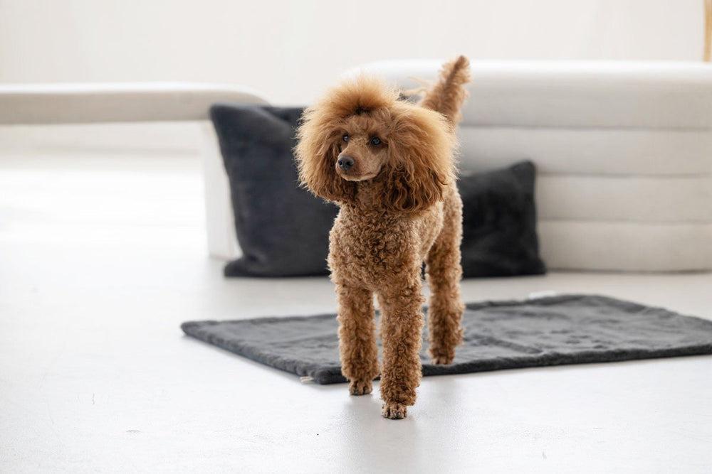 Brauner Pudel auf Hundedecke aus Webpelz in modernem Raum mit Kissen und Couch im Hintergrund.