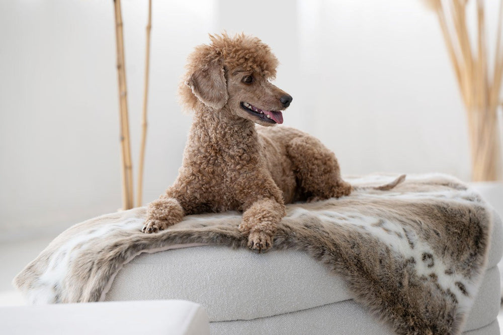Brauner Pudel entspannend auf einem gepolsterten Möbelstück mit einer gemütlichen Hundedecke aus Webpelz.
