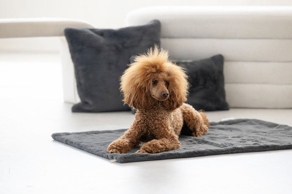 Pudel auf einer grauen Hundedecke aus Webpelz, umgeben von hell- und dunkelgrauen Kissen in einem gemütlichen Raum.