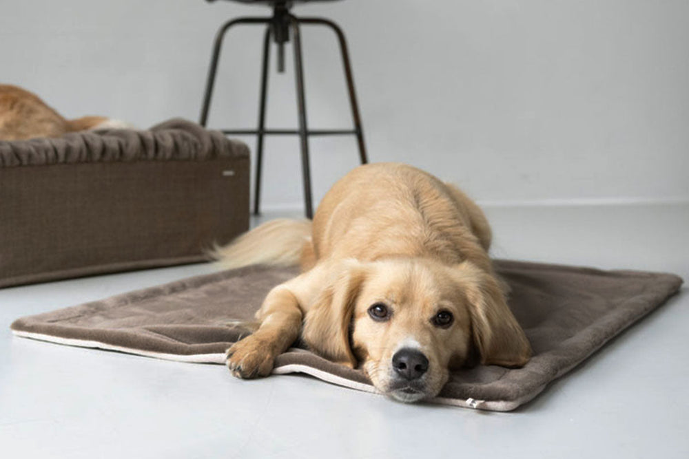 "Goldener Hund liegt entspannt auf grauer Webpelz-Hundedecke in einem hellen, sauberen Raum."