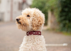 Hund mit lockigem, hellbeigem Fell trägt rotes Nieten-Halsband, seitlich abgebildet, schaut nach links.