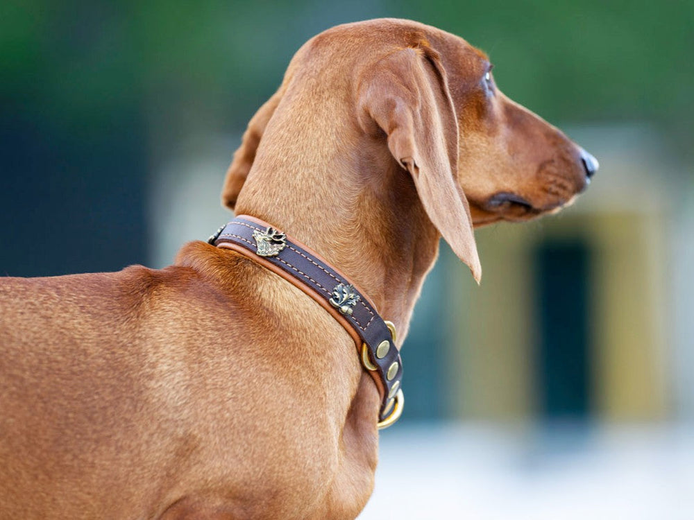 "Brauner Hund im Profil trägt elegantes Zugstopp-Halsband Wilde Liebe mit dekorativer Verzierung."