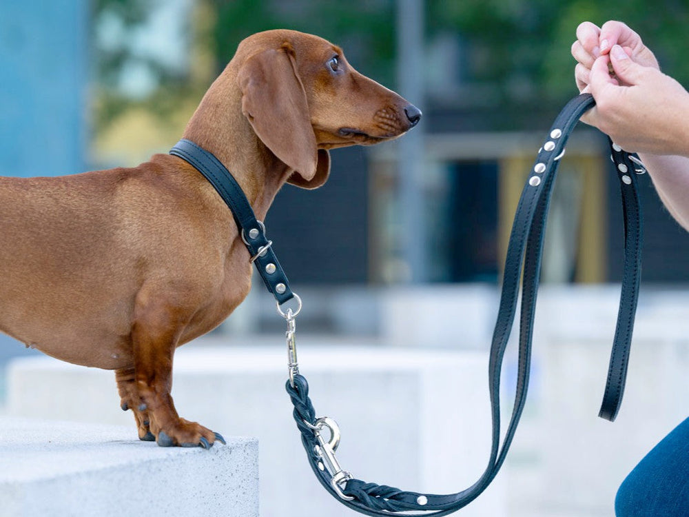 Dackel im schwarzen Geschirr mit Halteschlaufe steht auf erhöhter Fläche, unscharfer Hintergrund.