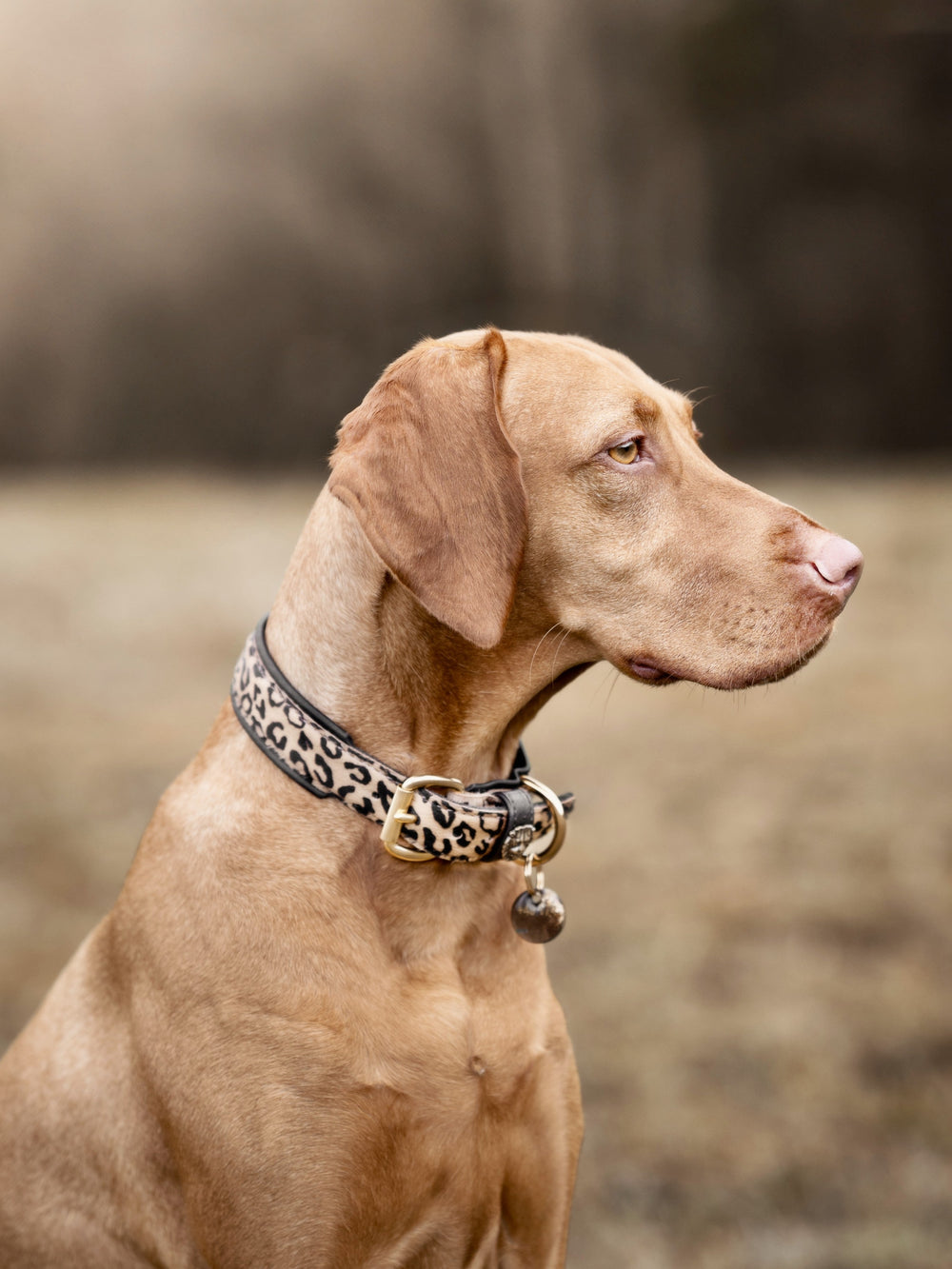 Hund mit beige-farbenem Fell trägt ein Leoparden-Halsband, aufmerksam sitzend vor unscharfem Hintergrund.