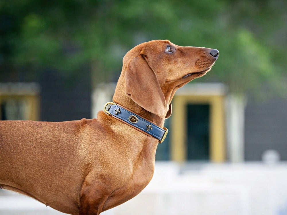 Dackel mit braunem Lederhalsband und goldenen Details vor unscharfem, hellem Hintergrund.