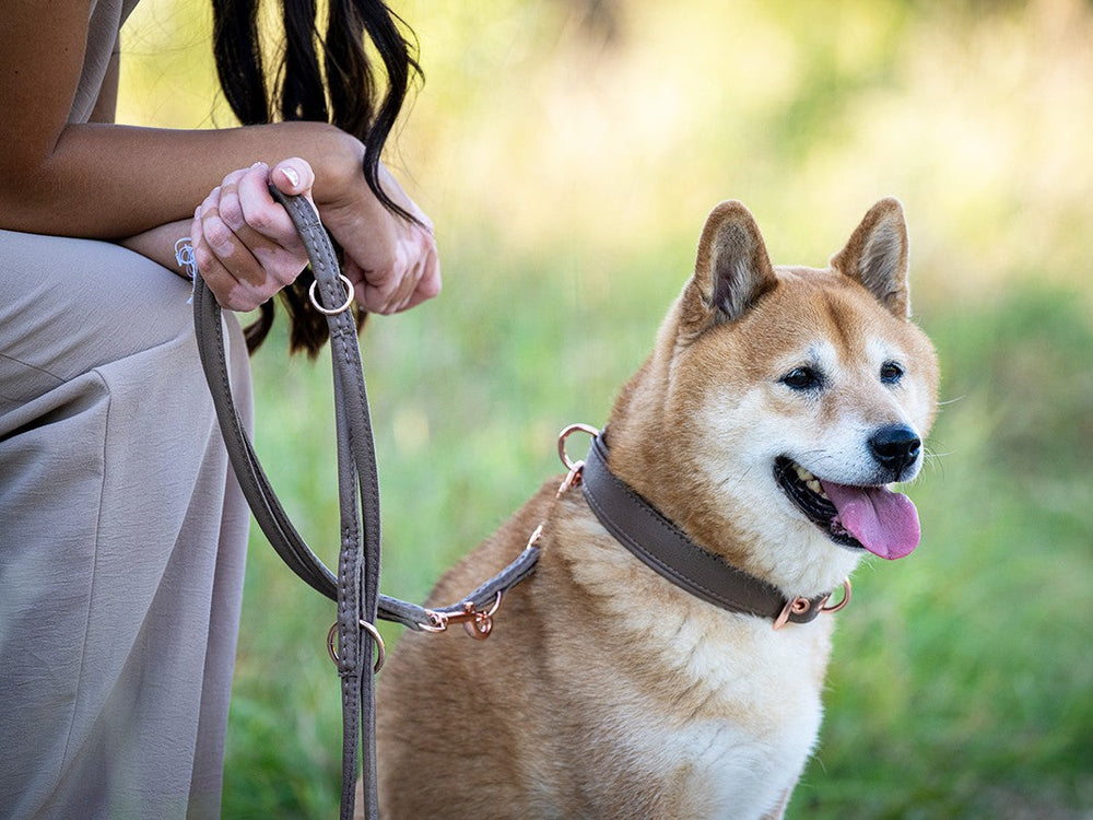 Beige gekleidete Person hält Hundeleine, neben ihr ein freundlicher Shiba Inu mit braunem Fell und herausgestreckter Zunge.