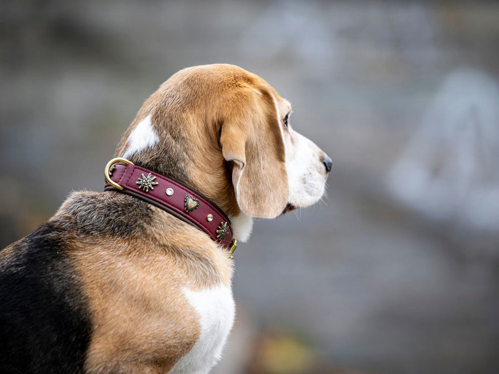 Beagle mit rotbraunem, verziertem Halsband schaut in die Ferne, unscharfer Hintergrund.
