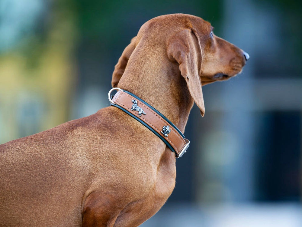 Dackel mit braunem Halsband und dekorativer Schnalle, seitlich abgebildet, auf glattem Fell.