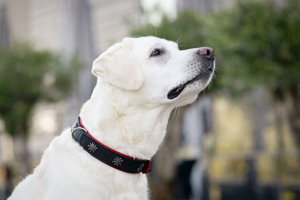 Weißer Labrador sitzt mit schwarzem Halsband im urbanen Garten und schaut nach oben.