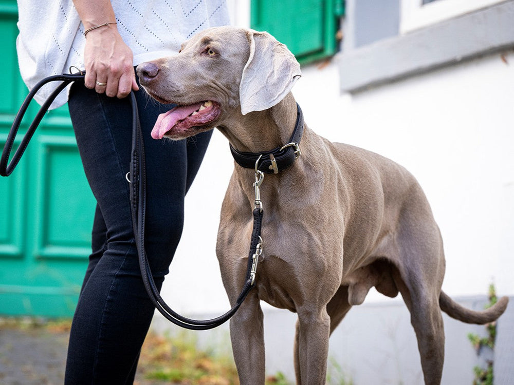 Eine Person führt einen grau-farbenen Weimaraner-Hund mit einem klassischen Halsband in Brauntönen an der Leine.